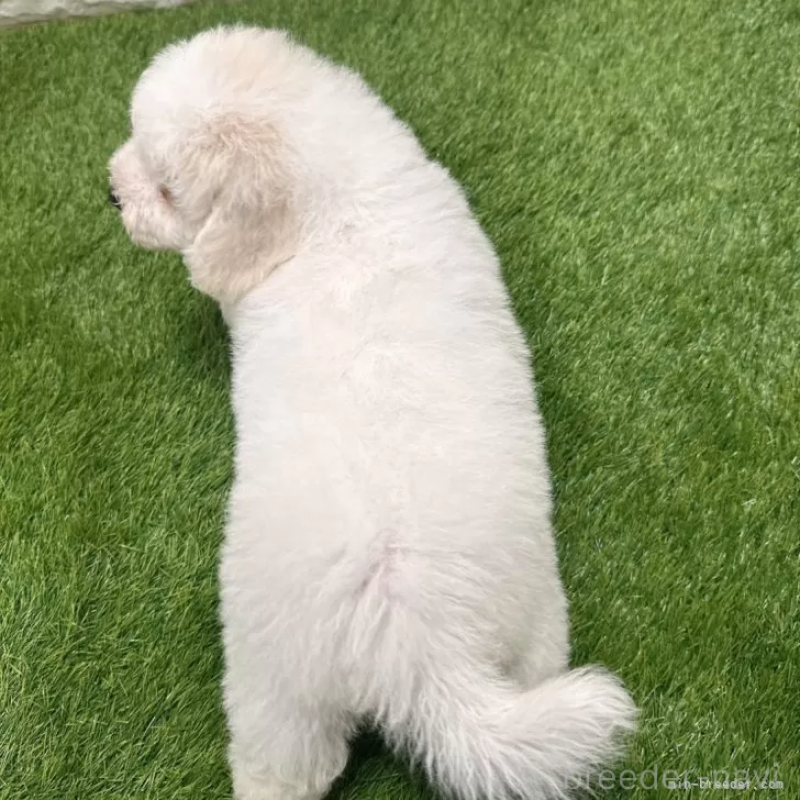 成約済の愛知県のビションフリーゼ-402645の2枚目