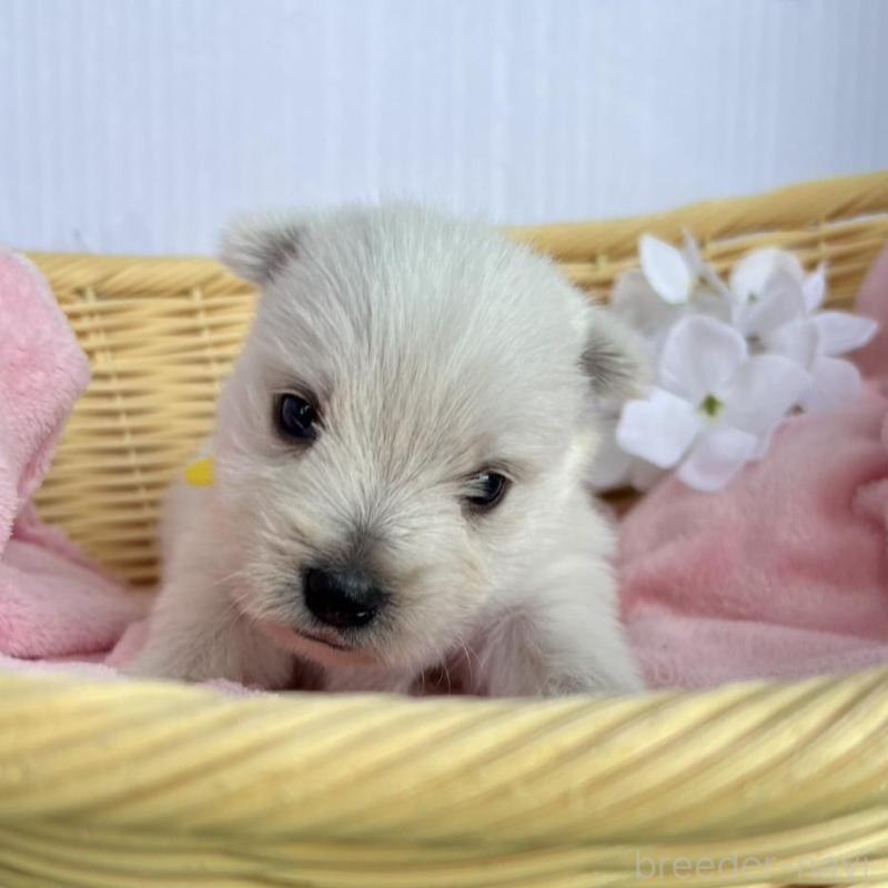 販売中の茨城県のウエストハイランドホワイトテリア(ウエスティ)-405478の2枚目