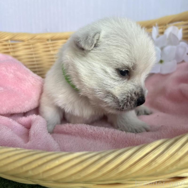 販売中の茨城県のウエストハイランドホワイトテリア(ウエスティ)-405482の2枚目