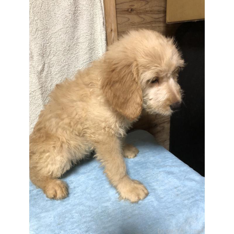 販売中の兵庫県のゴールデンドゥードル:ゴールデンレトリーバー×プードル-398932の8枚目
