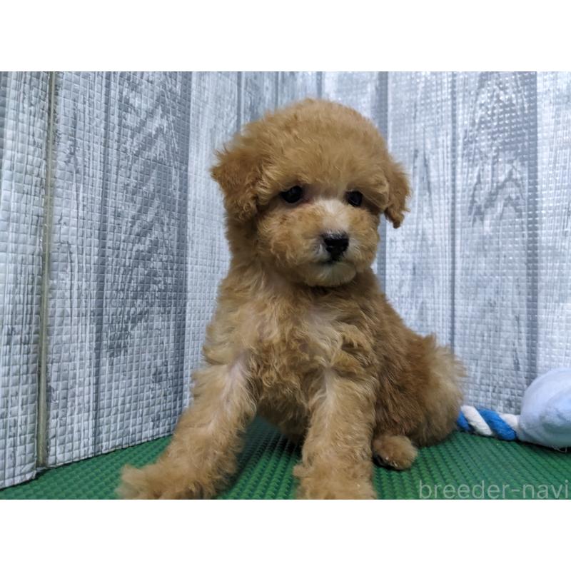 販売中の埼玉県のトイプードル-405494の5枚目