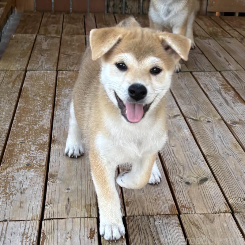 成約済の宮崎県の柴犬-395829の2枚目