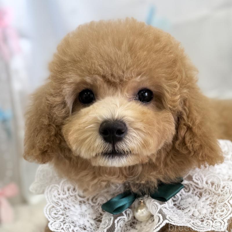 販売中の愛知県のビションプー:ビションフリーゼ×トイプードル-398250
