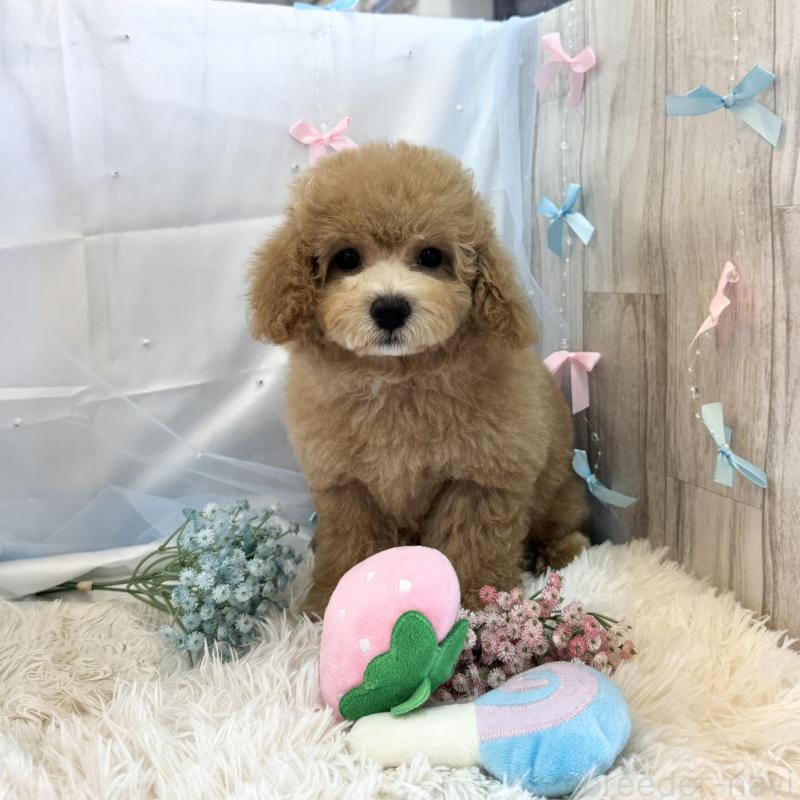 販売中の愛知県のビションプー:ビションフリーゼ×トイプードル-398250の3枚目