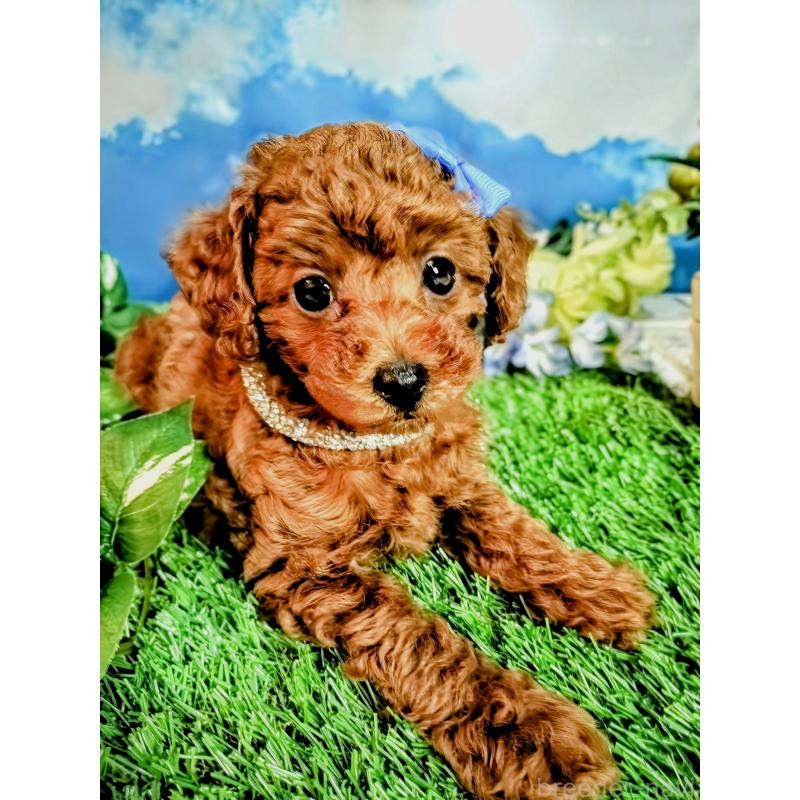 成約済の愛媛県のタイニープードル-403660の3枚目