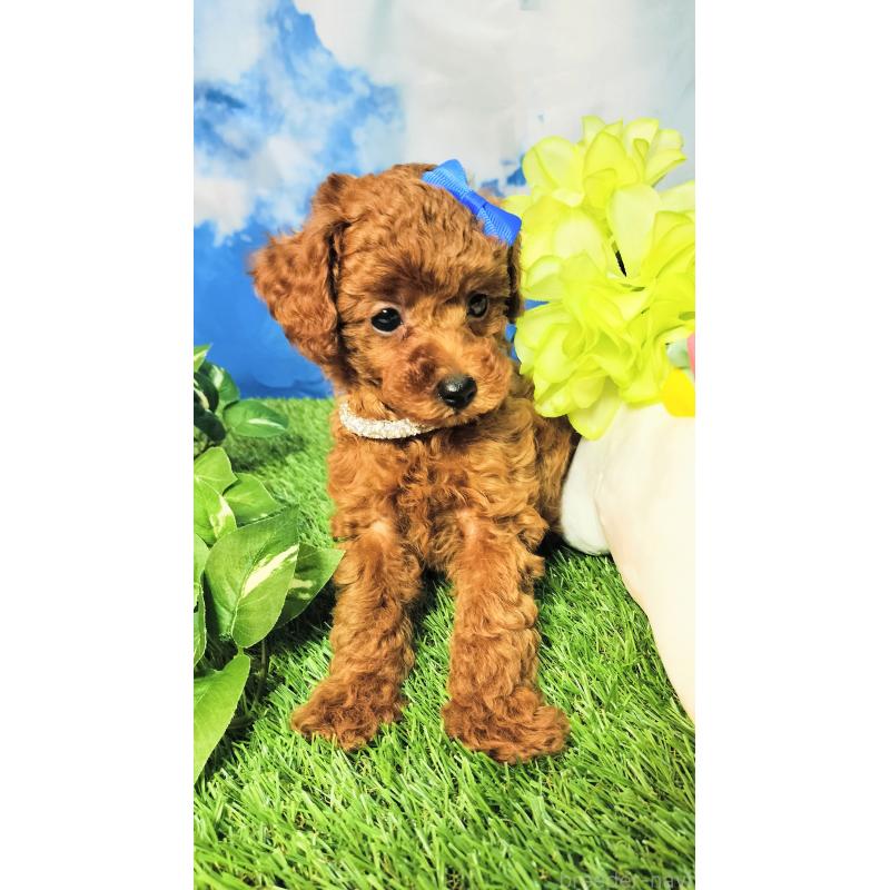 成約済の愛媛県のタイニープードル-403660の2枚目