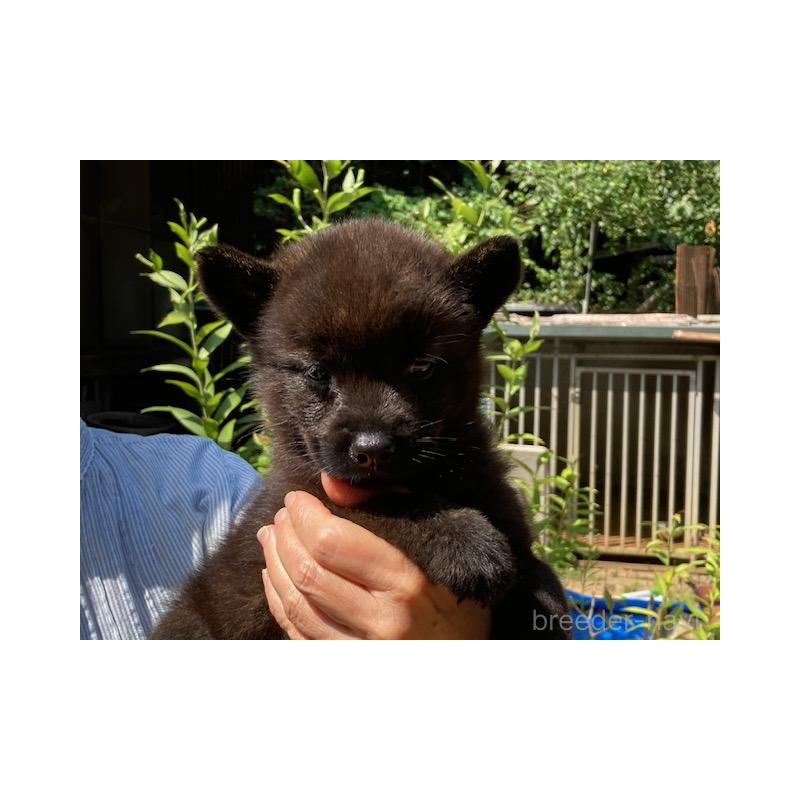 商談中の神奈川県の甲斐犬-405273の3枚目