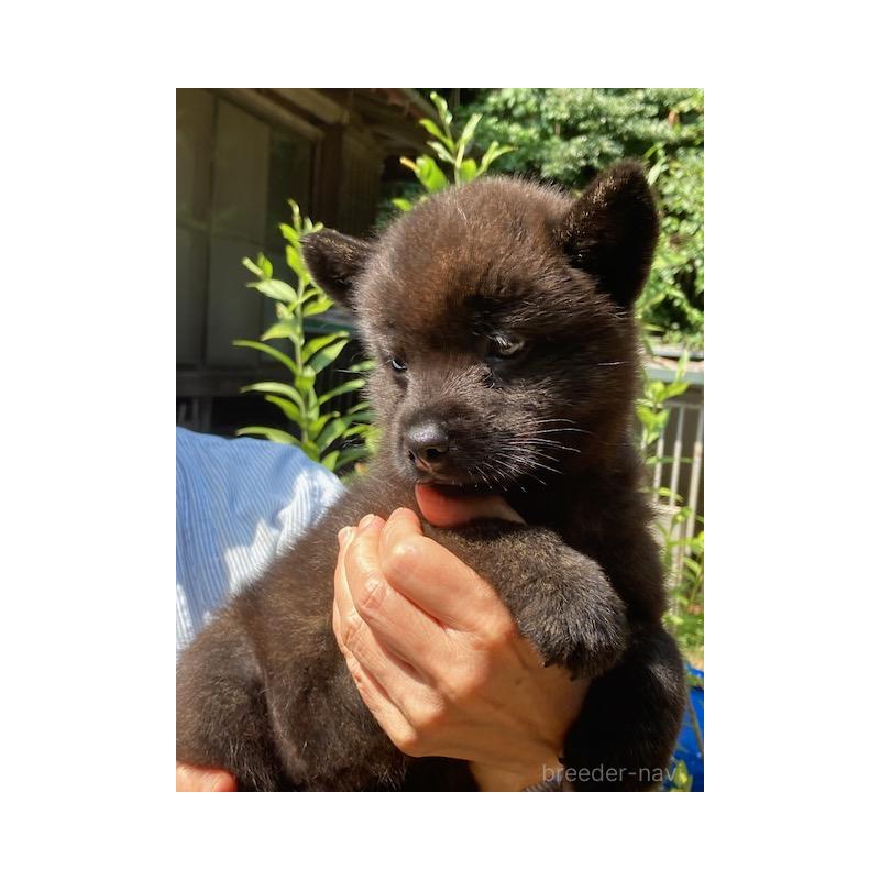 商談中の神奈川県の甲斐犬-405273の2枚目