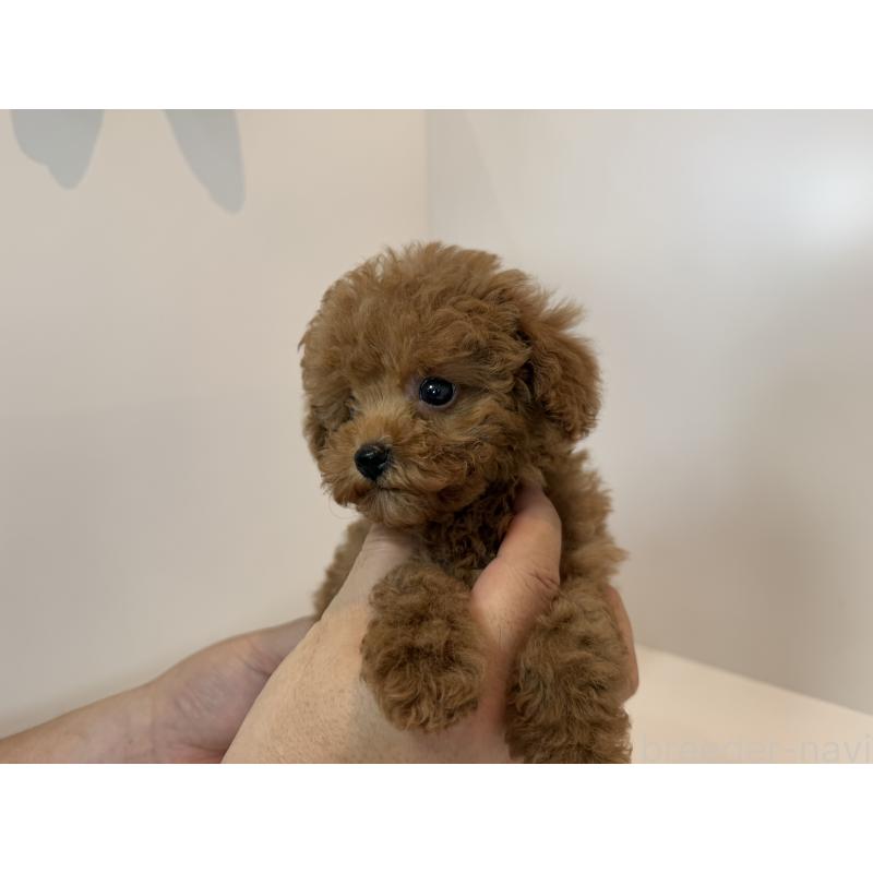 成約済の広島県のティーカッププードル-401894の3枚目