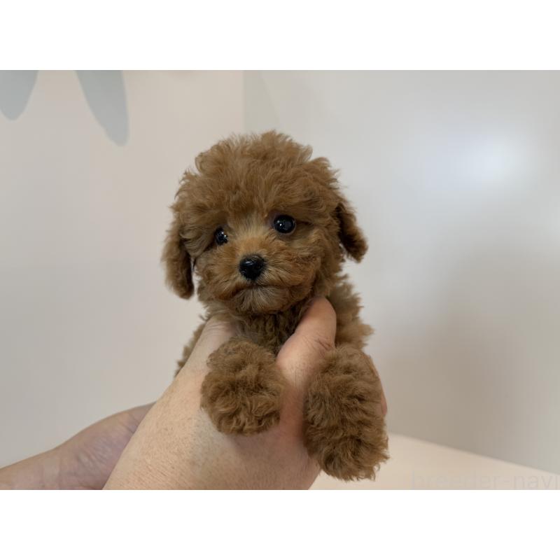 成約済の広島県のティーカッププードル-401894の2枚目