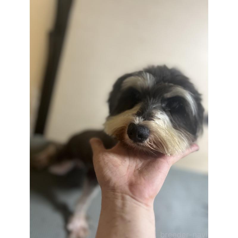 Minnieちゃん1枚目