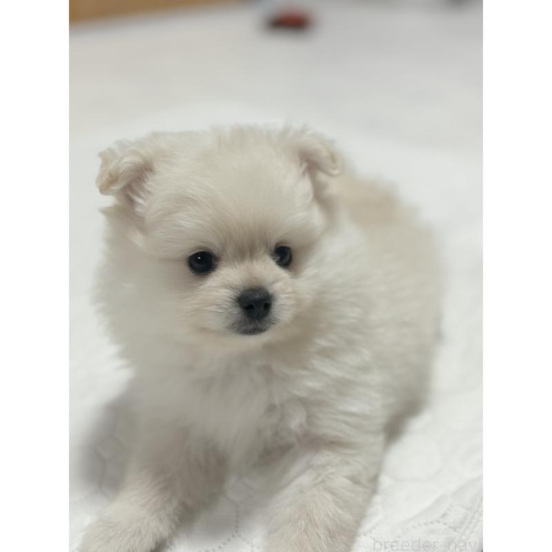 販売中の茨城県のミックス犬-402999の11枚目