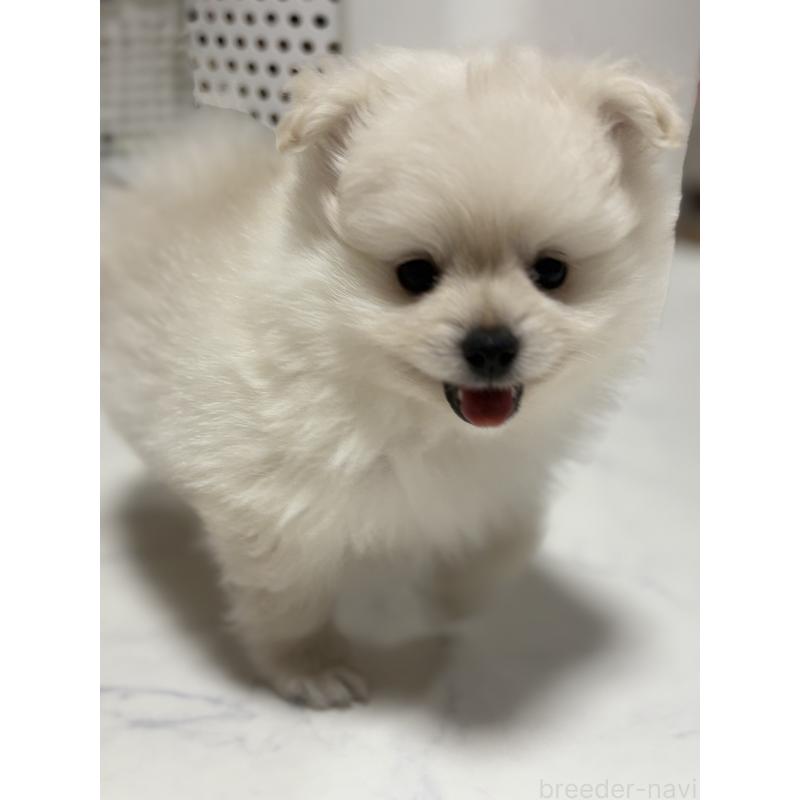 販売中の茨城県のミックス犬-402999の10枚目