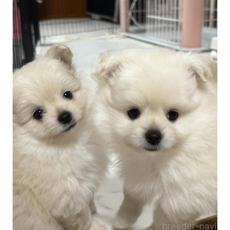 販売中の茨城県のミックス犬-399587の11枚目