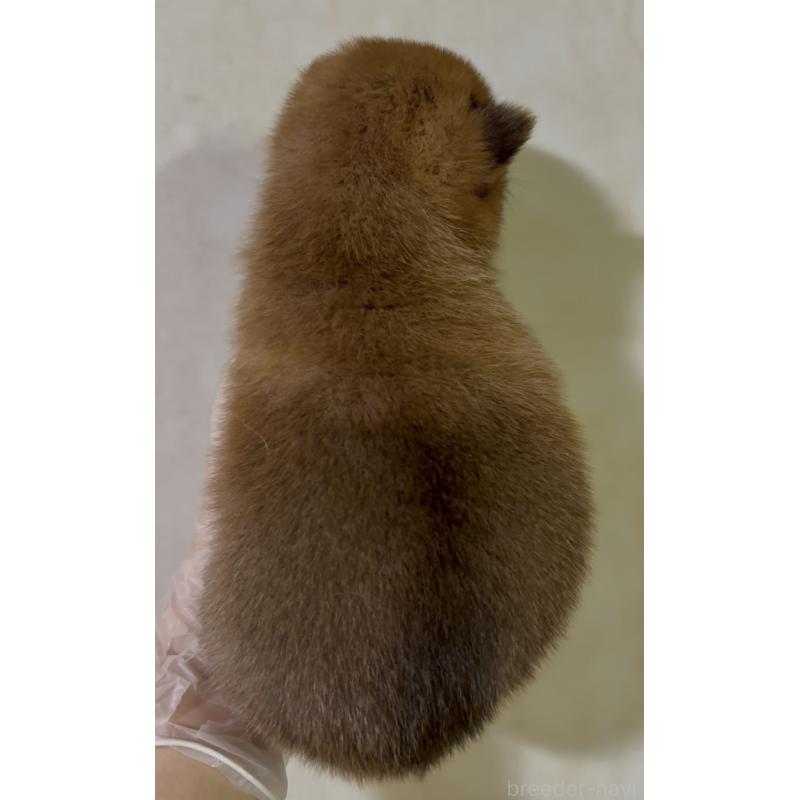 販売中の愛知県の豆柴-405512の6枚目