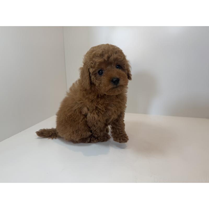 成約済の広島県のタイニープードル-405276の3枚目