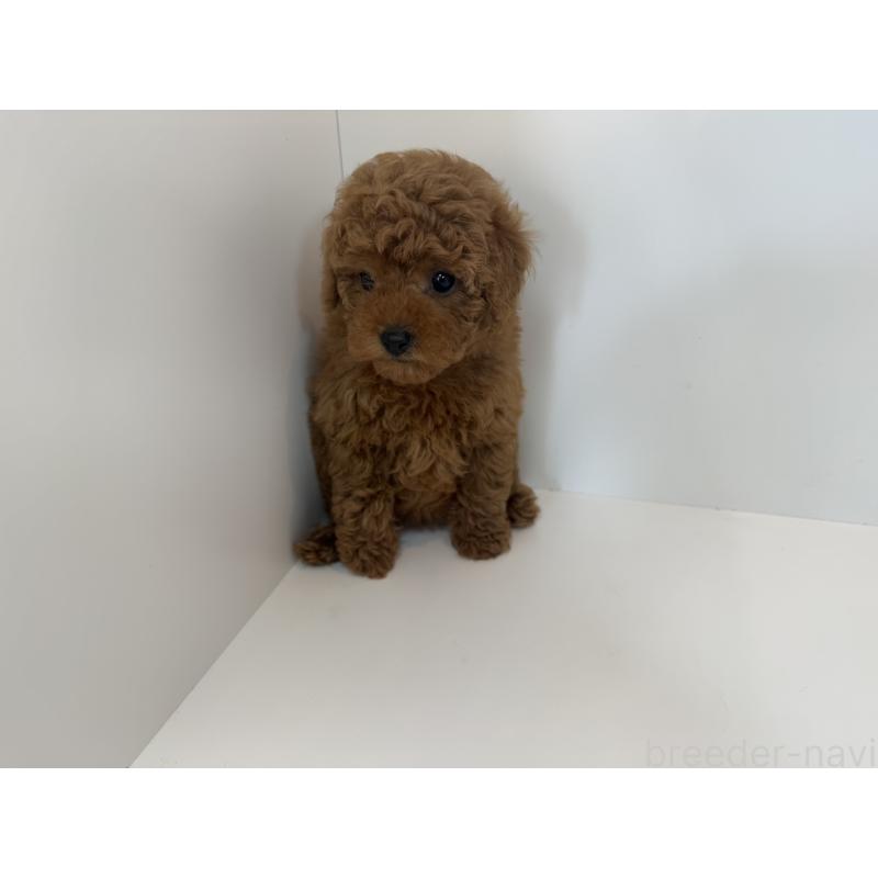 成約済の広島県のタイニープードル-405276の2枚目