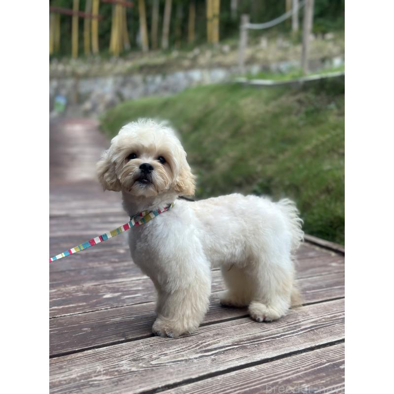 販売中の山口県のミックス犬-387247の7枚目