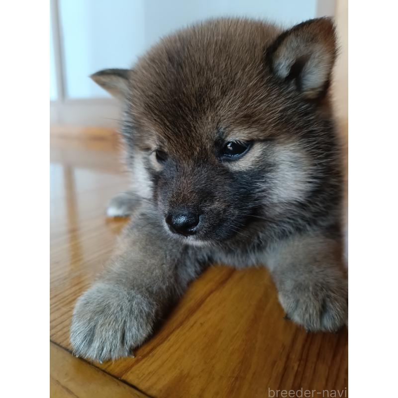 販売中の岩手県の柴犬-405303の4枚目