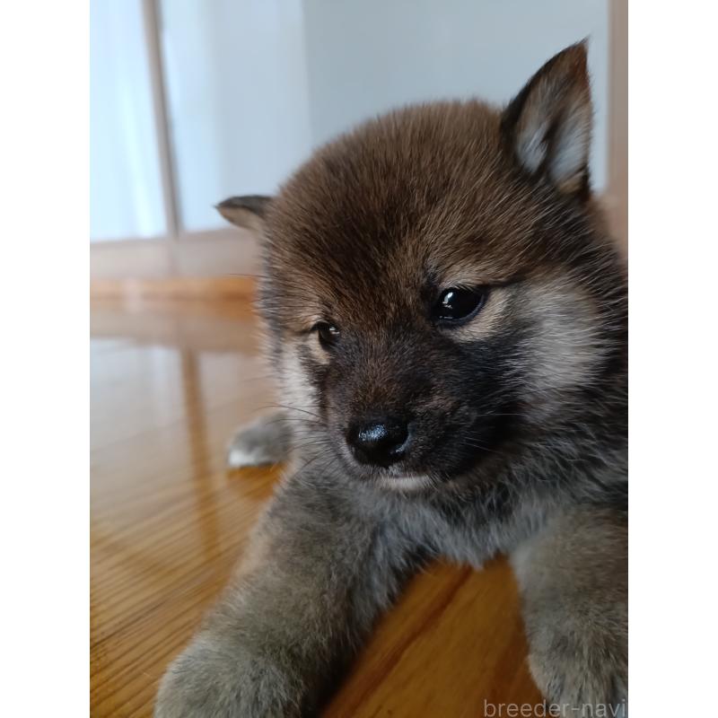 販売中の岩手県の柴犬-405303の3枚目