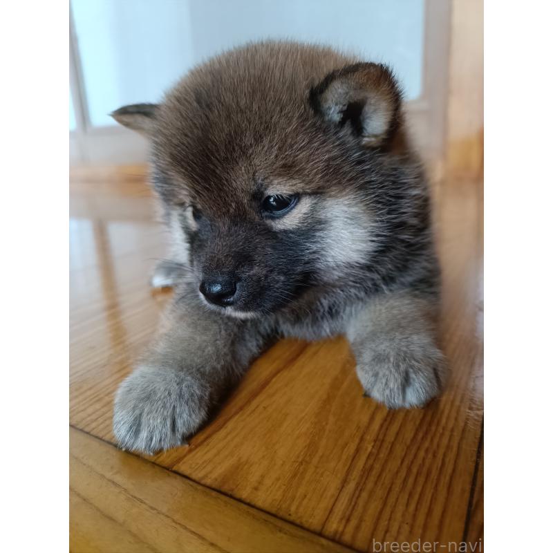 販売中の岩手県の柴犬-405303の2枚目