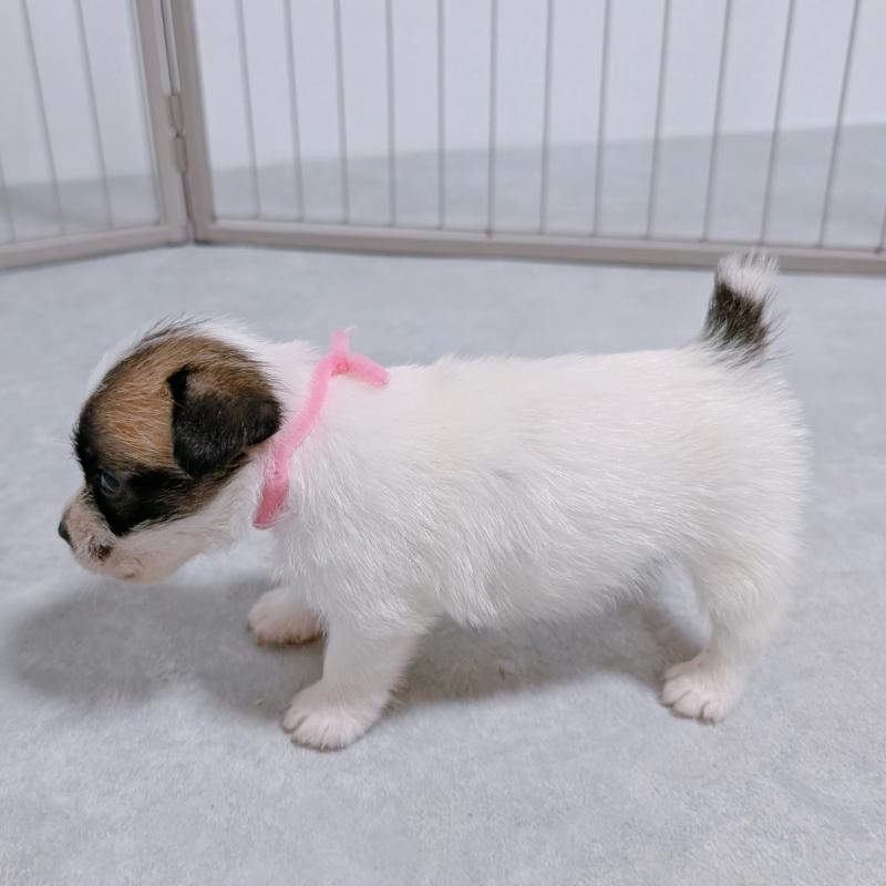 販売中の長崎県のジャックラッセルテリア-405535の6枚目