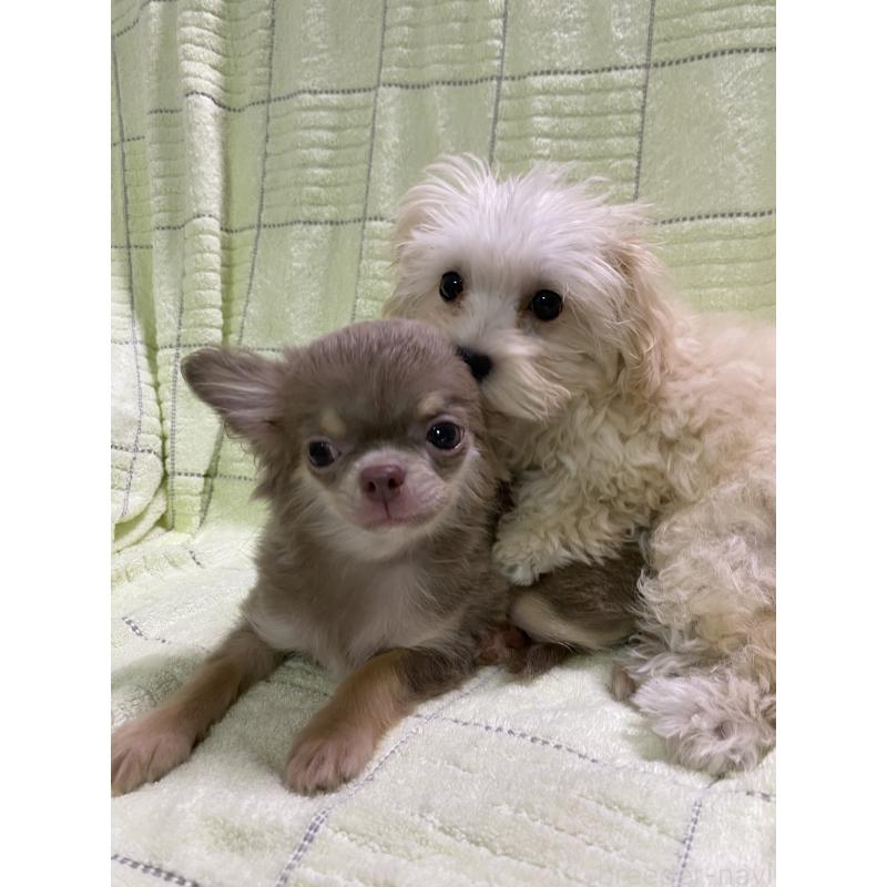 販売中の三重県のミックス犬-397473の2枚目