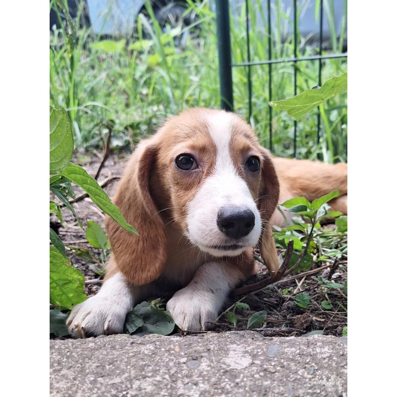 販売中の神奈川県のミックス犬-393447の21枚目