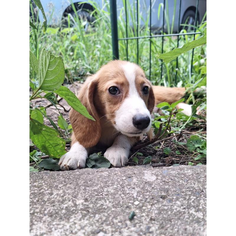 販売中の神奈川県のミックス犬-393447の20枚目