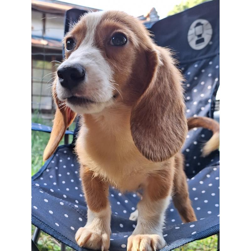 販売中の神奈川県のミックス犬-393447の18枚目