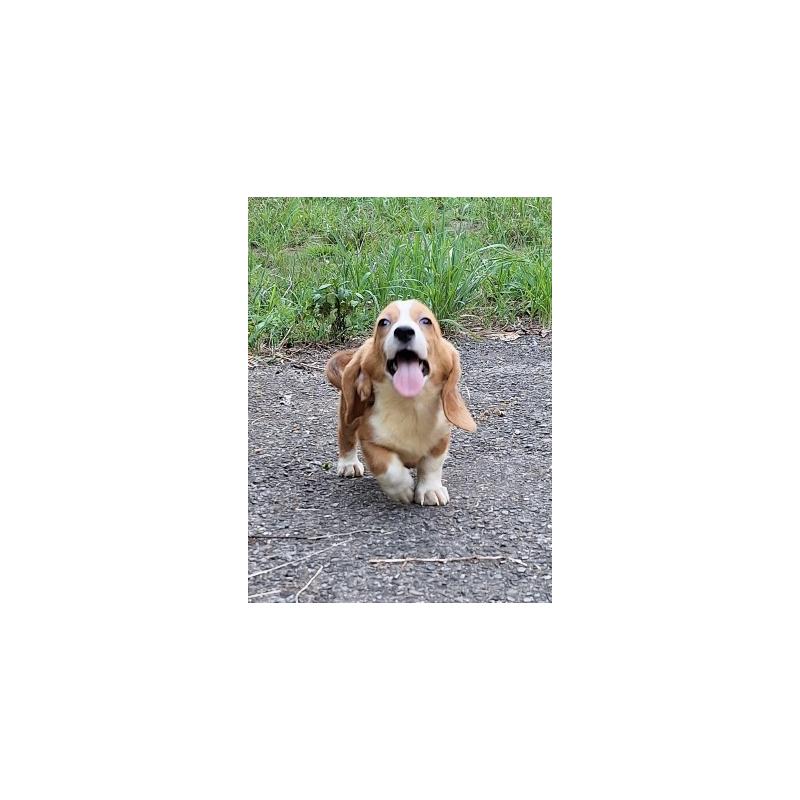 販売中の神奈川県のミックス犬-393447の13枚目