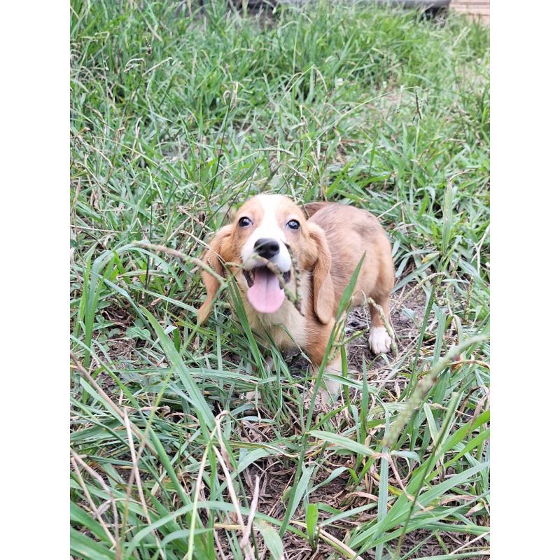 販売中の神奈川県のミックス犬-393447の11枚目