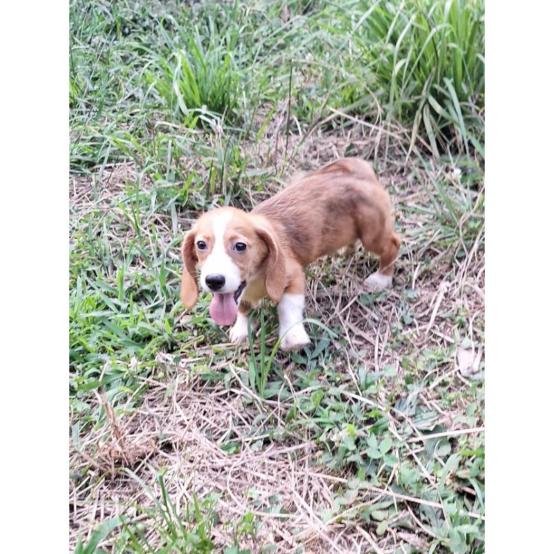 販売中の神奈川県のミックス犬-393447の10枚目