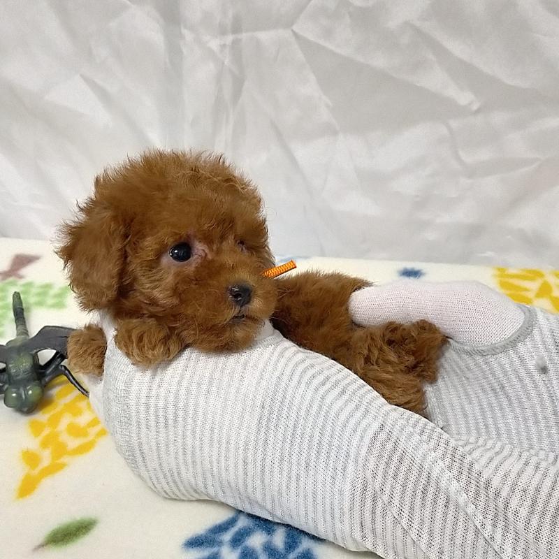 販売中の福岡県のティーカッププードル-397792の7枚目