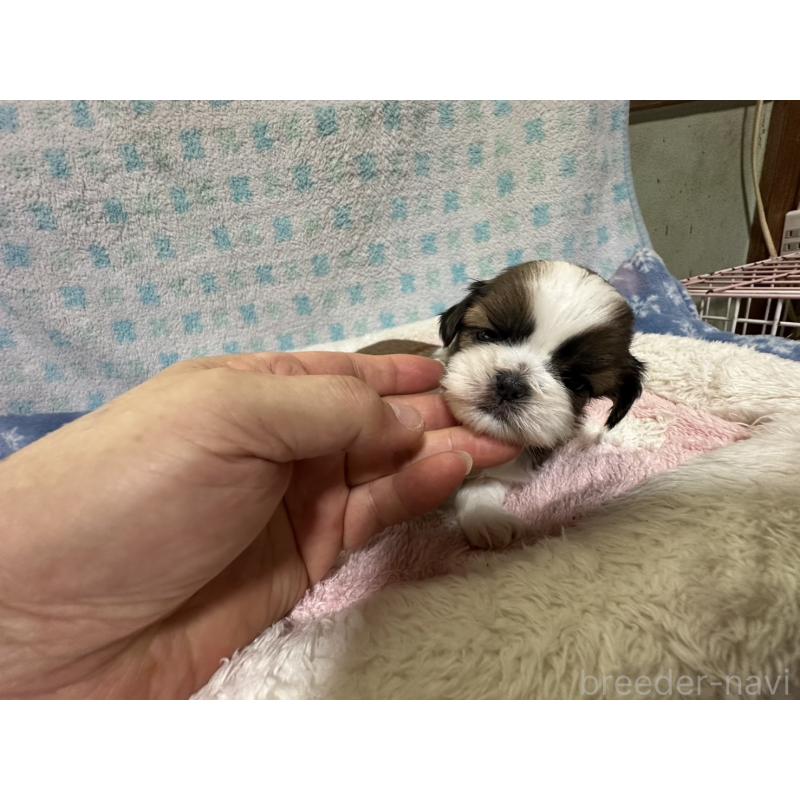 販売中の大阪府のシーズー-405555の15枚目