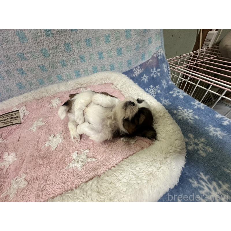 販売中の大阪府のシーズー-405555の14枚目
