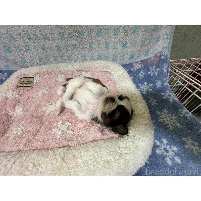 販売中の大阪府のシーズー-405555の11枚目