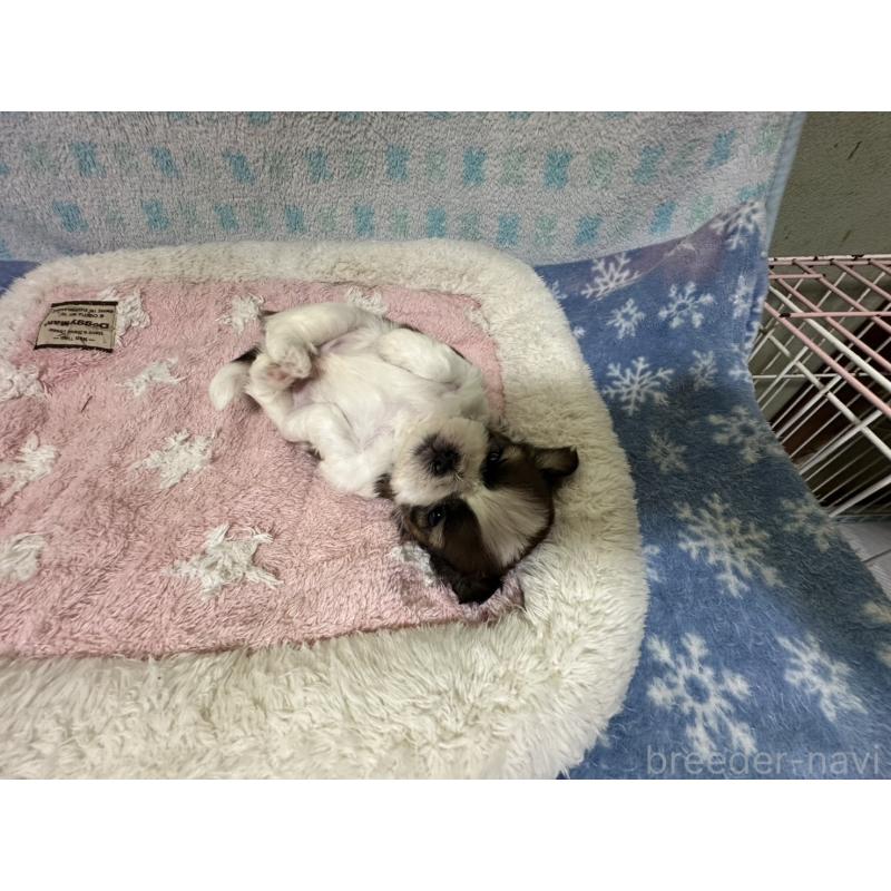 販売中の大阪府のシーズー-405555の10枚目