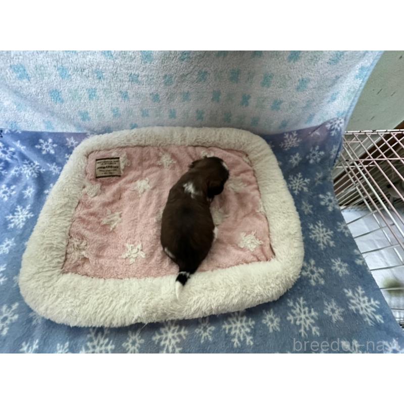 販売中の大阪府のシーズー-405557の5枚目