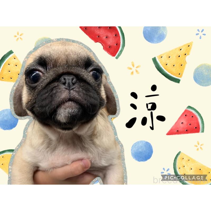 販売中の静岡県のミックス犬-405559の1枚目