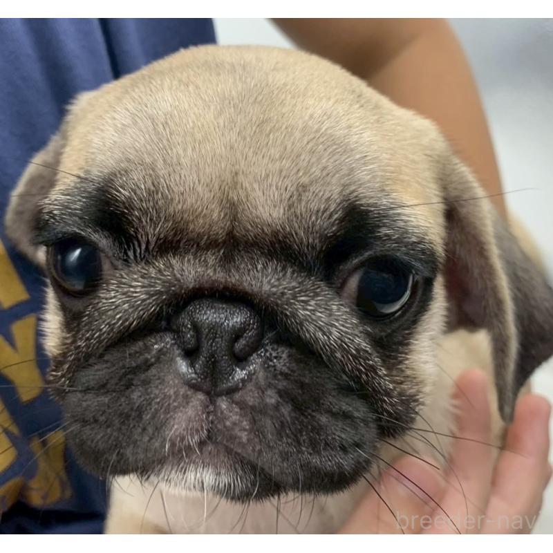 販売中の静岡県のミックス犬-405559の3枚目