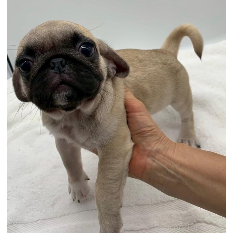 販売中の静岡県のミックス犬-405559の4枚目