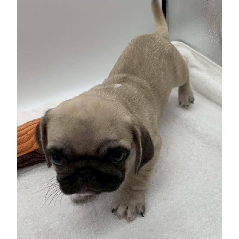 販売中の静岡県のミックス犬-405559の2枚目