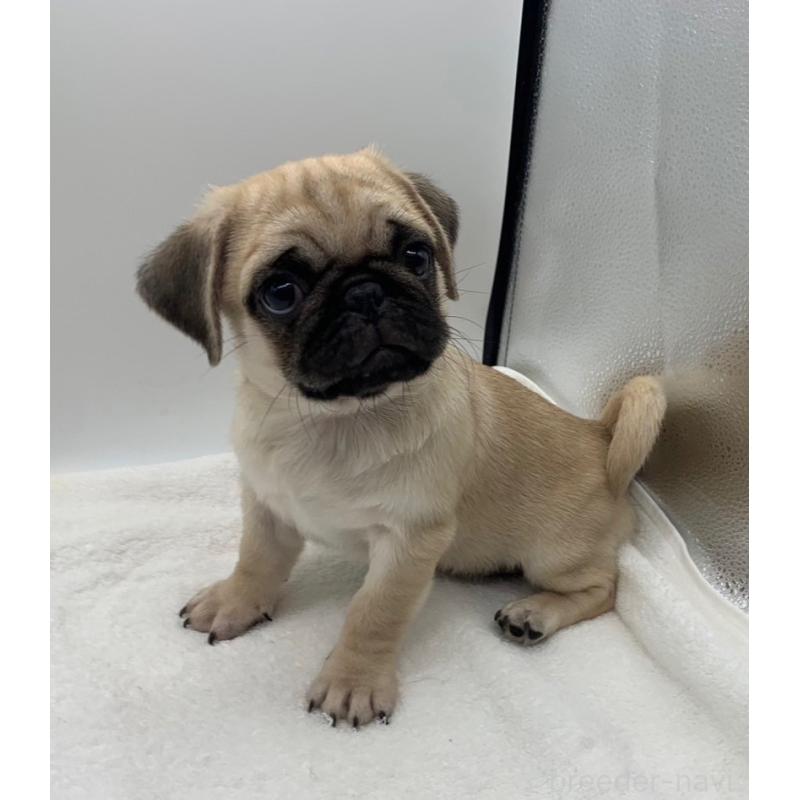 販売中の静岡県のミックス犬-405560の5枚目