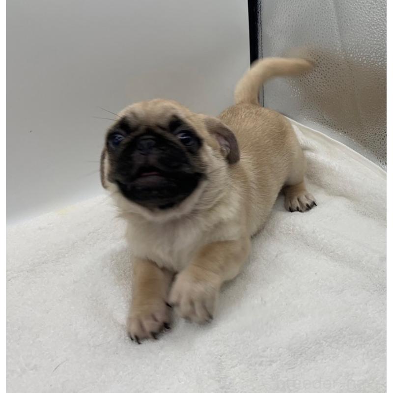 販売中の静岡県のミックス犬-405560の4枚目