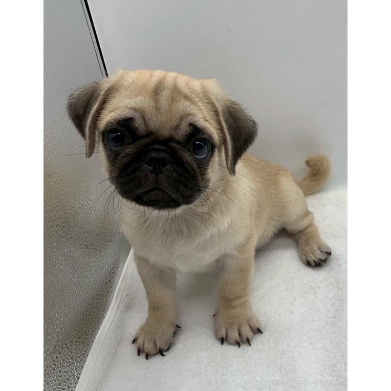 販売中の静岡県のミックス犬-405560の3枚目