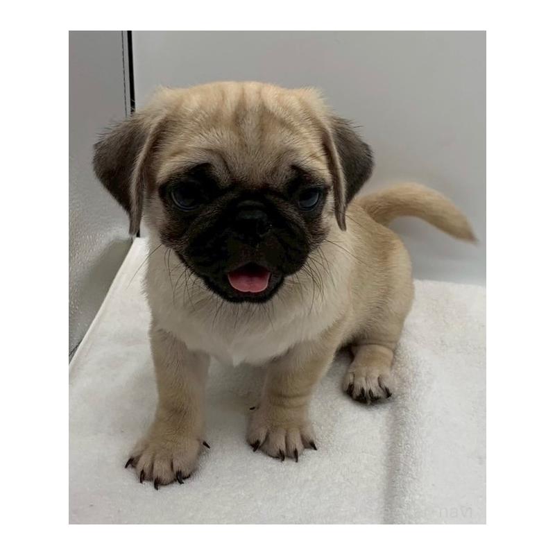 販売中の静岡県のミックス犬-405560の2枚目