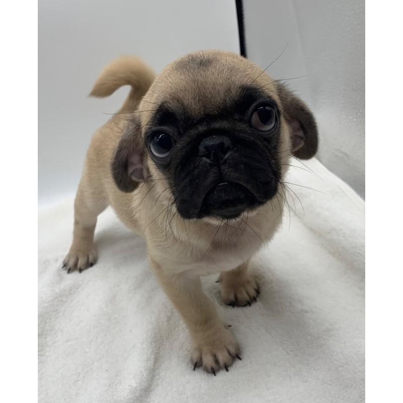 販売中の静岡県のミックス犬-405561の4枚目