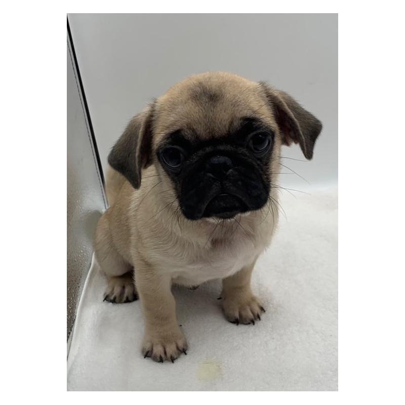 販売中の静岡県のミックス犬-405561の3枚目
