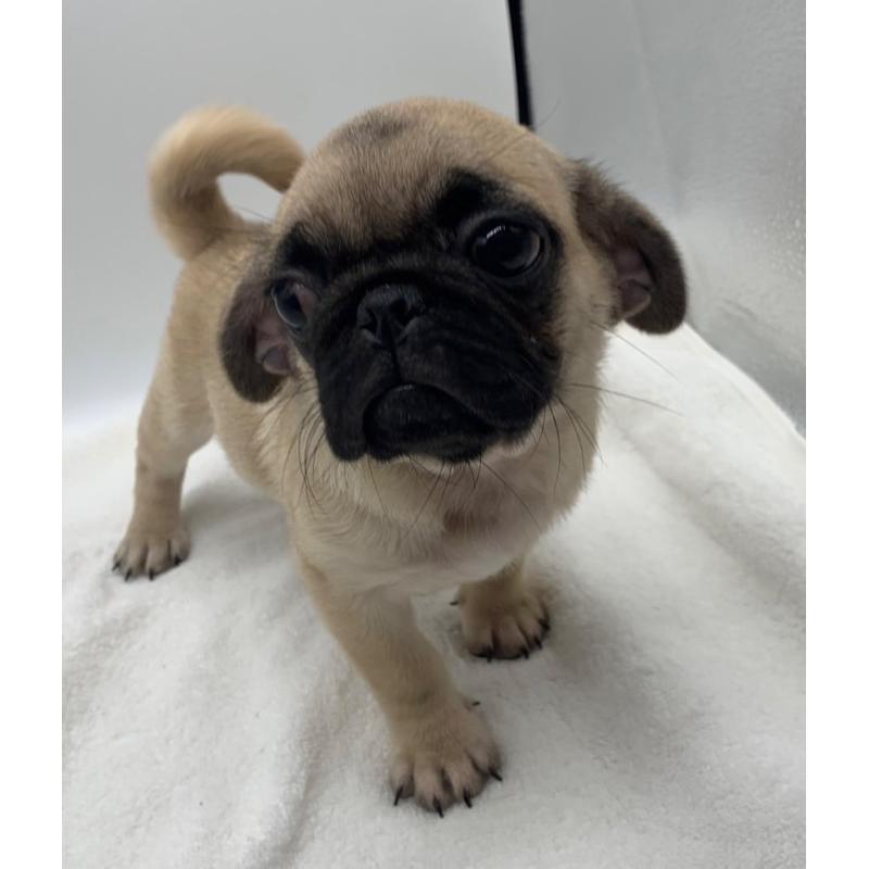 販売中の静岡県のミックス犬-405561の2枚目